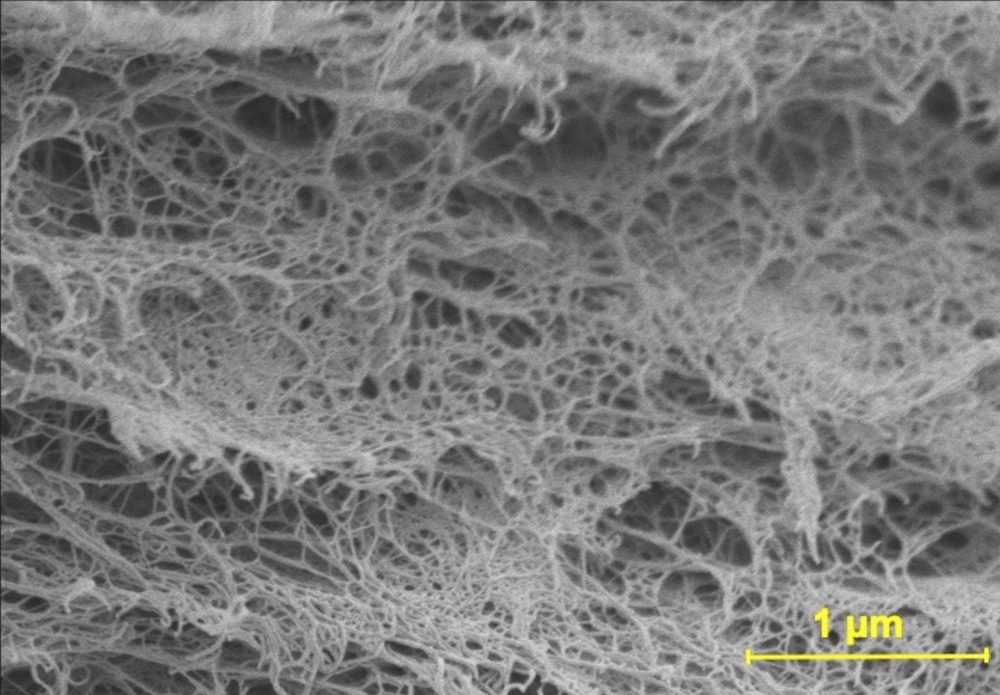 コーヒー焙煎豆の細胞壁の電子顕微鏡写真　– セルロースが含まれる細胞壁のハニ
カム構造
