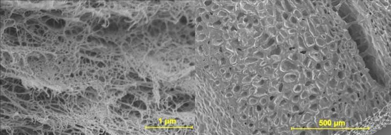 （右）コーヒー焙煎豆の細胞壁の電子顕微鏡写真　– セルロースが含まれる細胞壁のハニ カム構造、（左）コーヒー粕セルロースナノファイバーの電子顕微鏡写真