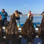 Sachiumi Heroes: A Seaweed-Powered Revival from the Ocean Floor